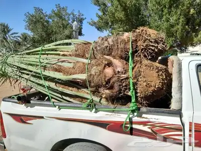 يوجد لدين جميع انواع انخيل 8