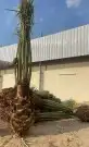 يوجد لدين جميع انواع انخيل 1