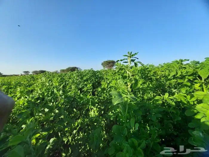 بذر بذور برسيم بلدي مشروط يوجد خصم للكميات الكبيره 7