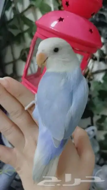 للبيع ببغاء روز لون ابلاين لعووب اليف مغرد 1