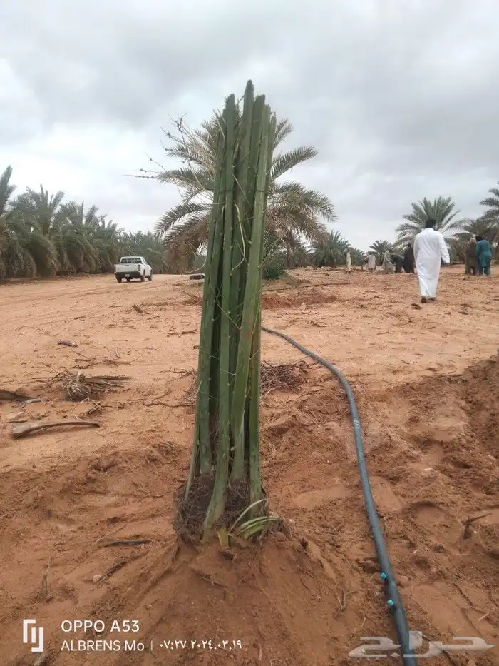 فسائل مجدول وصقعي وسكري وشيشي 2