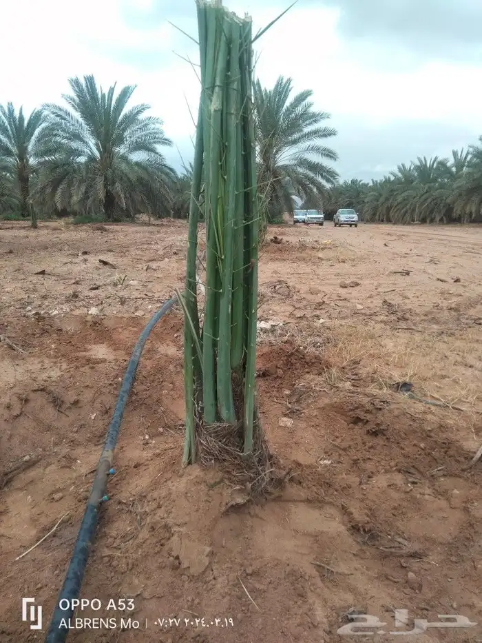 فسائل مجدول وصقعي وسكري وشيشي 0