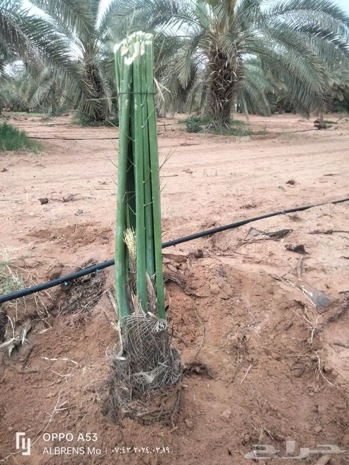 فسائل مجدول وصقعي وسكري وشيشي 1