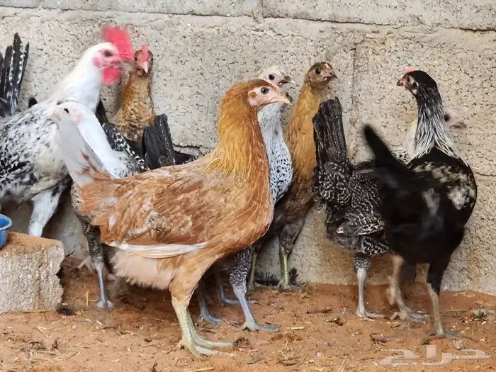 دجاج كبار بشاير بشقراء 3
