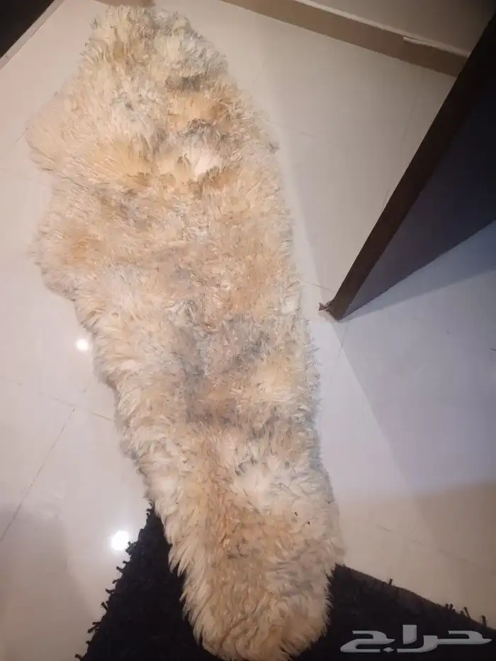 جاعد 0جواعد0 مقاعد 0السيارة منوعة0 2