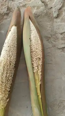 نقوم بتوريد انخيل وزرعته وفحال انخيل نخل طيب 2
