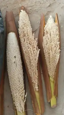 نقوم بتوريد انخيل وزرعته وفحال انخيل نخل طيب 3