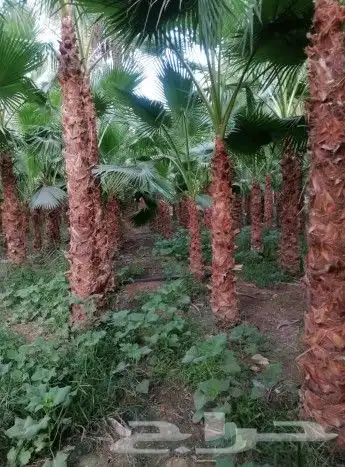 نقوم بتوريد انخيل وزرعته وفحال انخيل نخل طيب 4