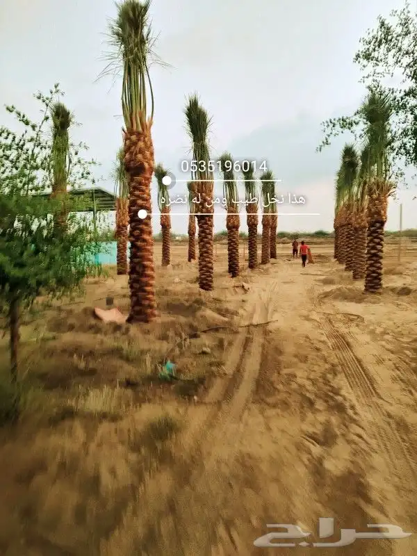 نقوم بتوريد انخيل وزرعته وفحال انخيل نخل طيب 8