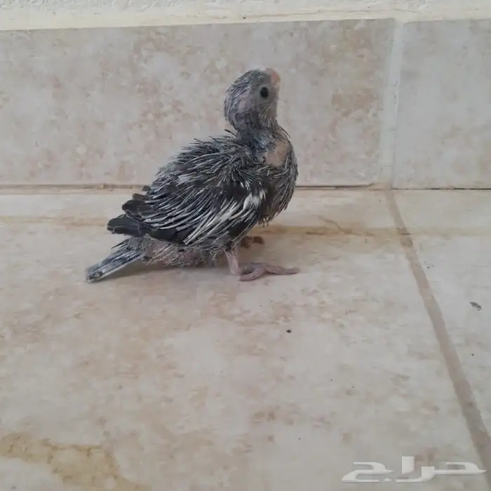 فرخ كروان وايت فيس(تم البيع) 5