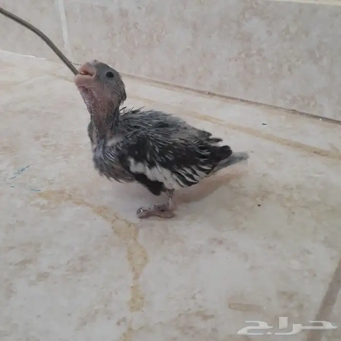 فرخ كروان وايت فيس(تم البيع) 0