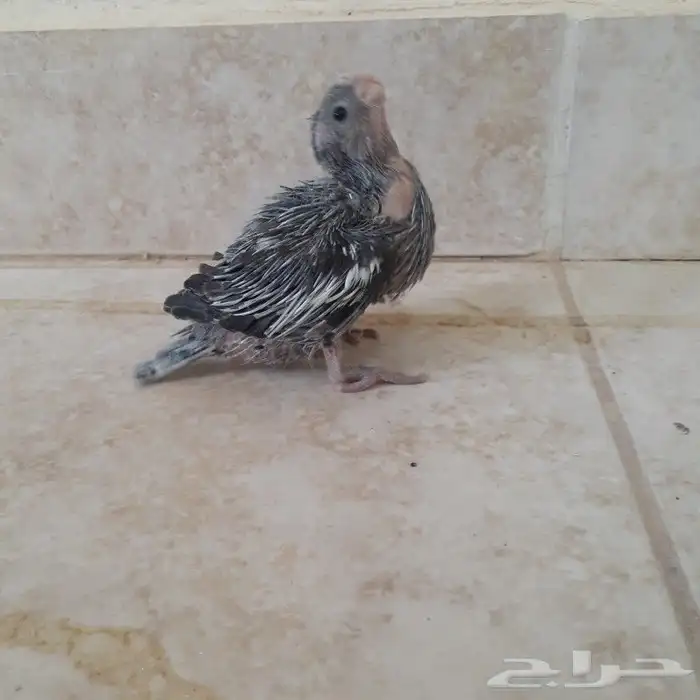 فرخ كروان وايت فيس(تم البيع) 6