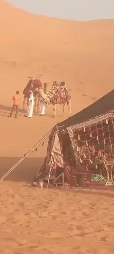 خيل احصنه جمال للأيجار 2