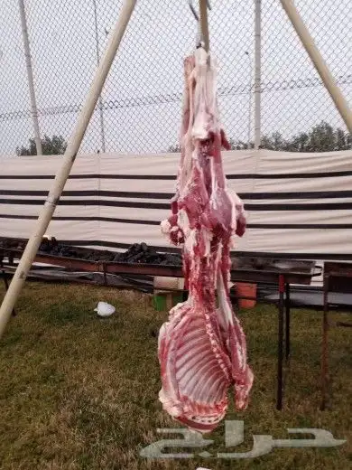 مشويات خارجيه مدينه رماح متواجدون في الصياهد حفرالعتش غيلانه 8