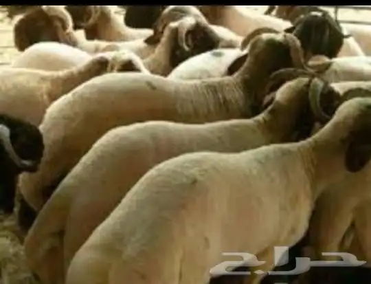 جز او قص غنم متخصصون في قص جميع الأغنام 0