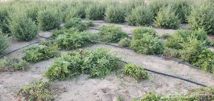 حناء عضوي من مزرعتي انا بفضل الله 0