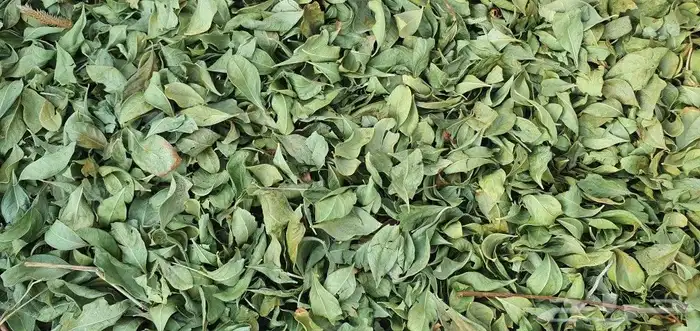 حناء عضوي من مزرعتي انا بفضل الله 3