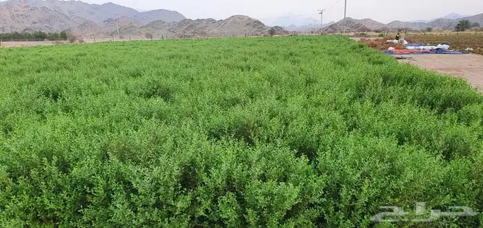 حناء عضوي من مزرعتي انا بفضل الله 7