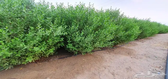 حناء عضوي من مزرعتي انا بفضل الله 2