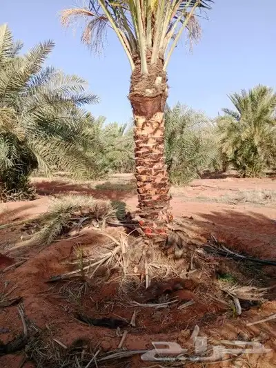 يوجد لدينا جميع المقاسات انخيل وجميع الانواع طيب متواجد في م 1