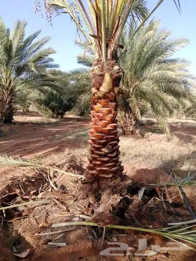 يوجد لدينا جميع المقاسات انخيل وجميع الانواع طيب متواجد في م 2