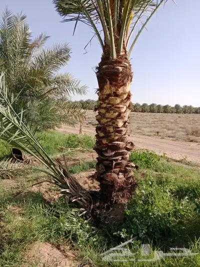 يوجد لدينا جميع المقاسات انخيل وجميع الانواع طيب متواجد في م 3