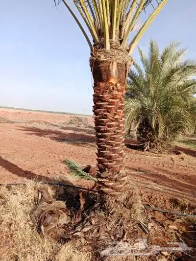 يوجد لدينا جميع المقاسات انخيل وجميع الانواع طيب متواجد في م 9