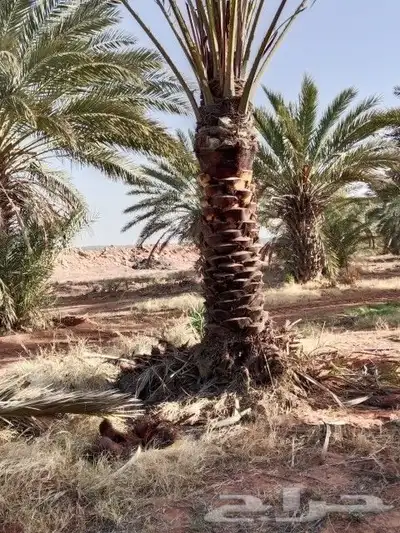 يوجد لدينا جميع المقاسات انخيل وجميع الانواع طيب متواجد في م 0