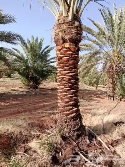 يوجد لدينا جميع المقاسات انخيل وجميع الانواع طيب متواجد في م 5