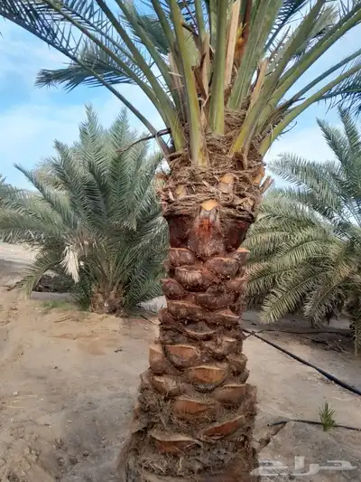 يوجد لدينا جميع المقاسات انخيل وجميع الانواع طيب متواجد في م 8