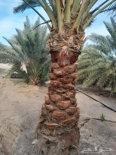 يوجد لدينا جميع المقاسات انخيل وجميع الانواع طيب متواجد في م 6