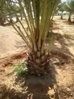 نخيل للبيع جميع مقاسات 4