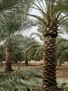 نخيل للبيع جميع مقاسات 7