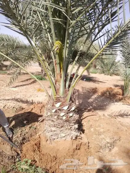 نخيل للبيع جميع مقاسات 5