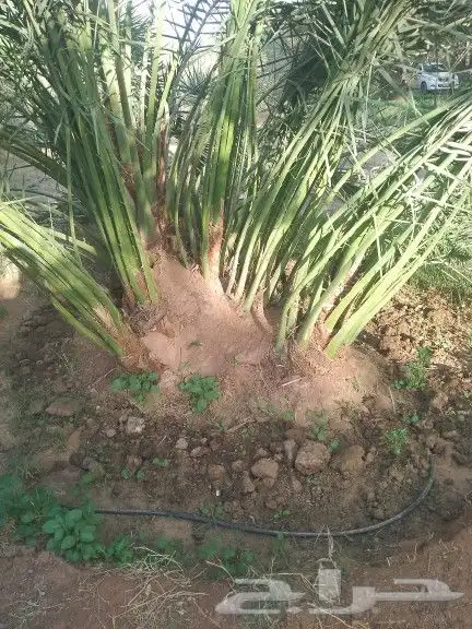 نخيل للبيع جميع مقاسات 0