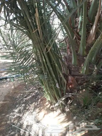 نخيل للبيع جميع مقاسات 2