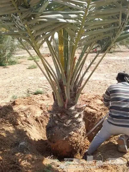 نخيل للبيع جميع مقاسات 3