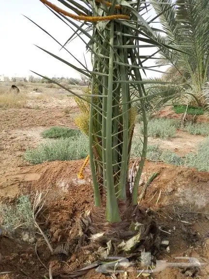 نخيل للبيع جميع مقاسات 9