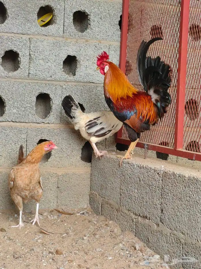 ديك بلدي 3