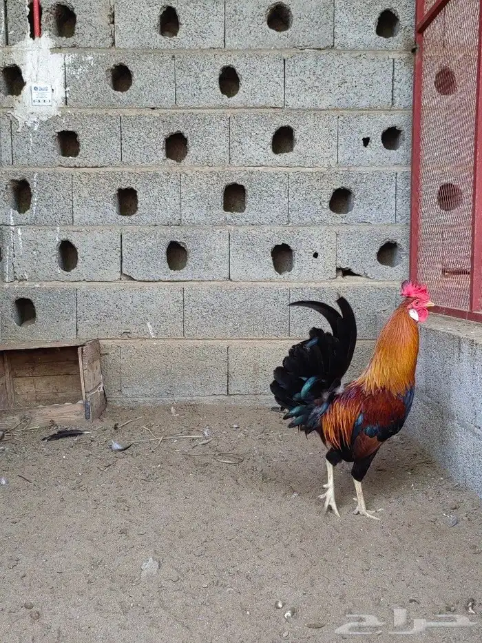 ديك بلدي 6