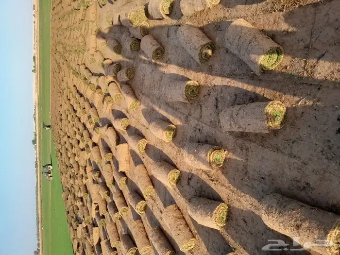 ثيل سي الفين 0