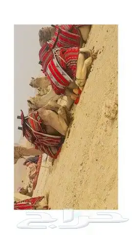 زباينا الكرام يوجد عندي اجار خيول وسيس حنطور 13