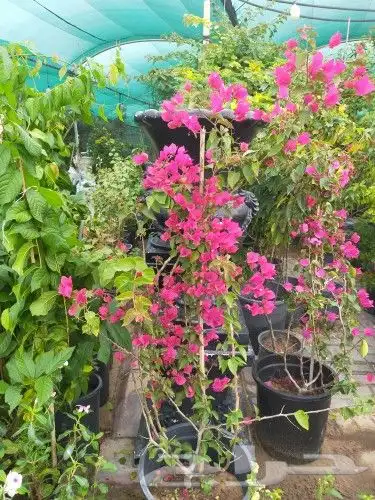 مزرع ابويوسف 2