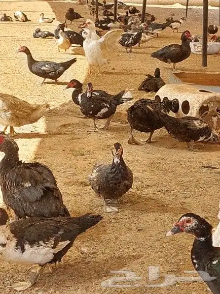 للبيع بط بح بيايض العدد مفتوح 5