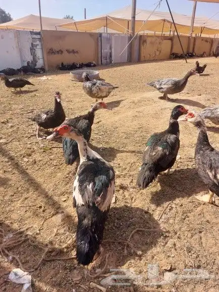 للبيع بط بح بيايض العدد مفتوح 4