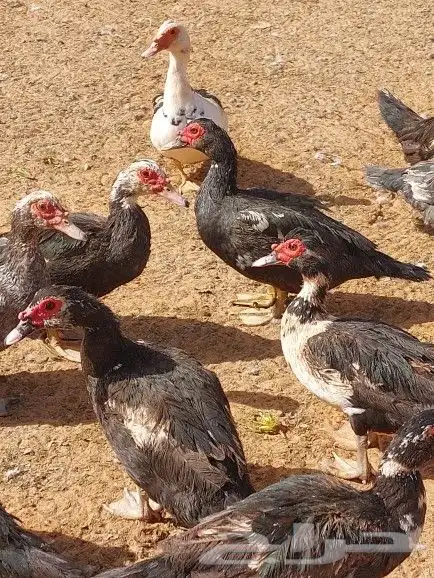 للبيع بط بح بيايض العدد مفتوح 6