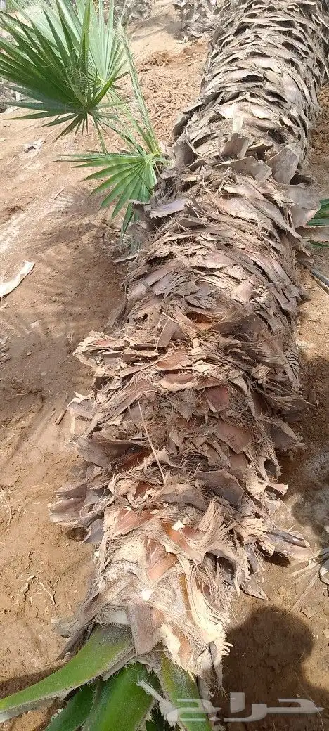 توريد وزراعة نخيل 8