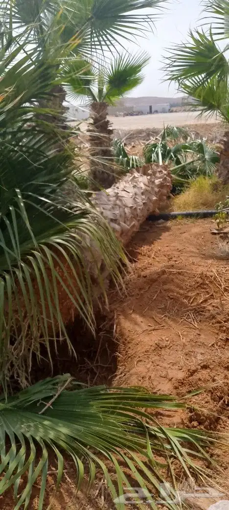 توريد وزراعة نخيل 9