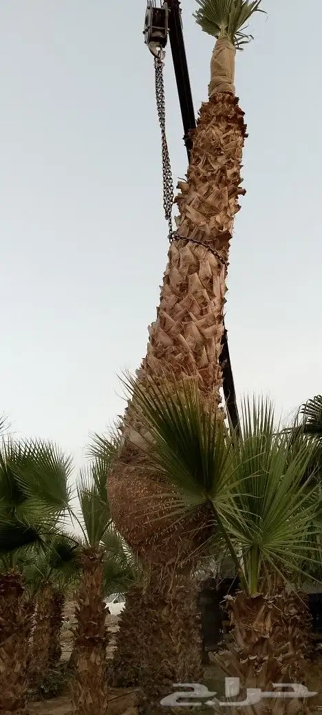 توريد وزراعة نخيل 5