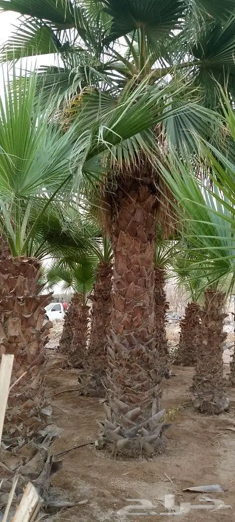 توريد وزراعة نخيل 3